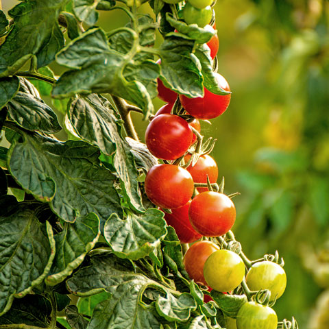 Erlesene Tomaten