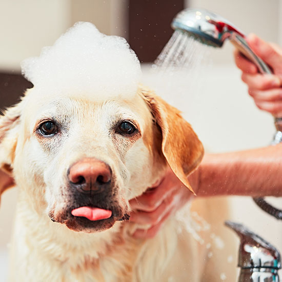 Hund Duschen Wassertemperatur