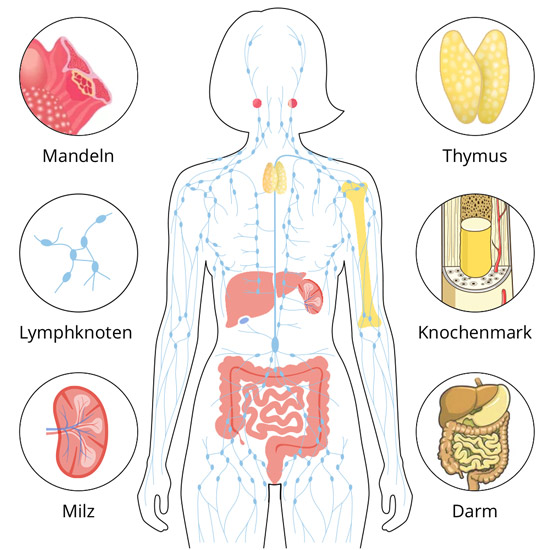 Grafische Darstellung der Immunorgane