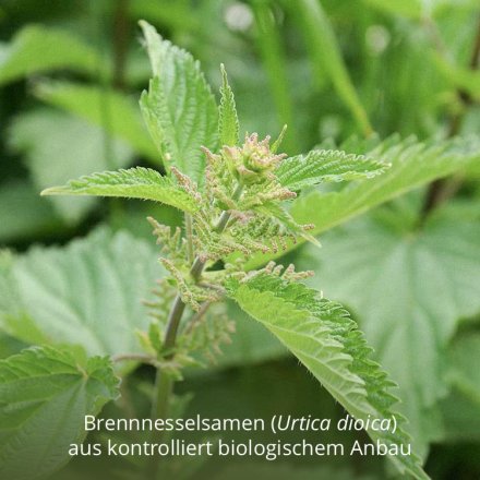 Brennnessel Samen - Bio - 80g