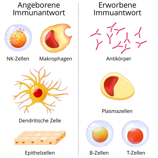 Grafik angeborene Immunantwort vs Erworbene Immunantwort