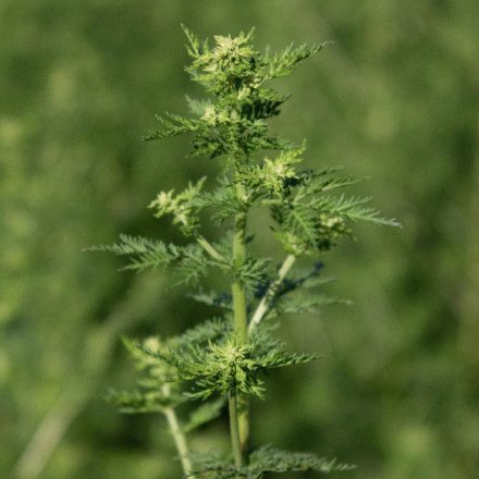 Artemisia annua Salbe - 30g