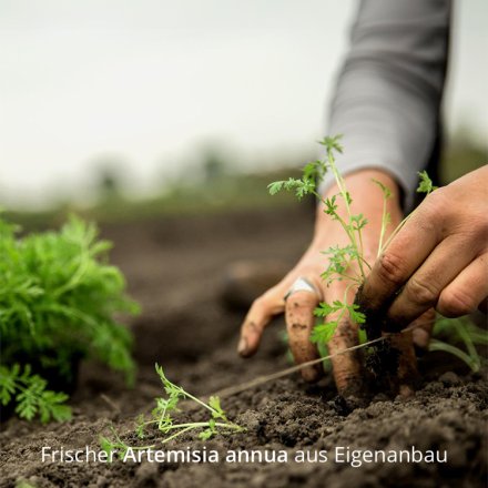 DMSO Artemisia annua - 30ml
