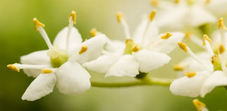 Holunderblüten