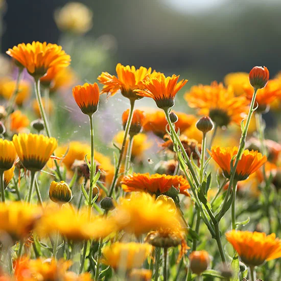 Ringelblumen Feld