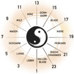 Diagramm der Traditionellen Chinesischen Medizin Organuhr mit dem Yin-Yang-Symbol in der Mitte, umgeben von den zugeordneten Organen für jede Tageszeit.