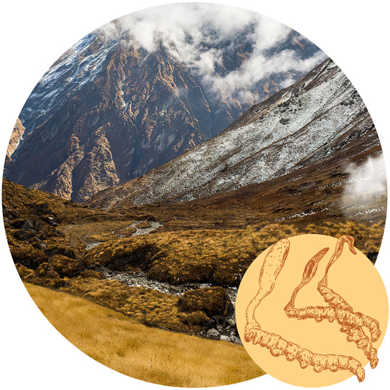 Himalaya-Gebirge, Heimat der Cordyceps-Pilze