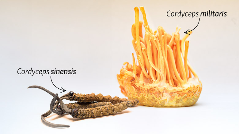 Vergleich von Cordyceps sinensis und Cordyceps militaris