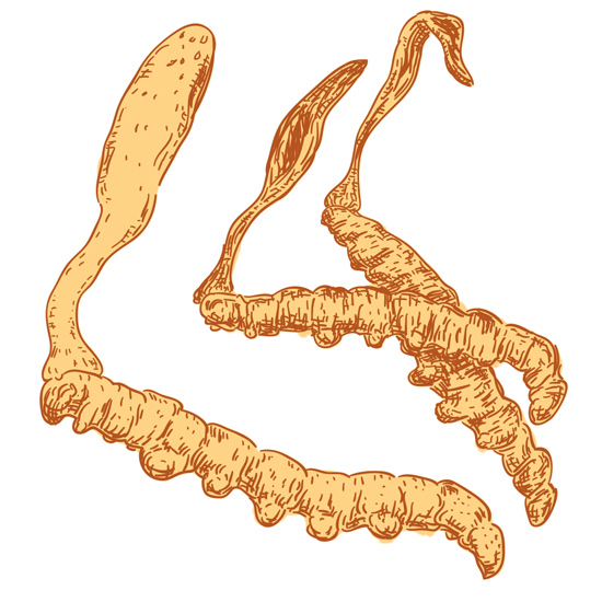 Cordyceps sinensis auf einem Insekt