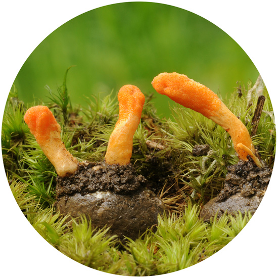 Cordyceps-Pilze in feuchtem Moos