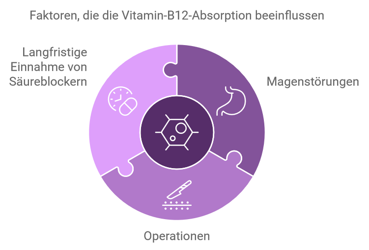 Infografik Faktoren, die die Vitamin-B12-Absorption beeinflussen