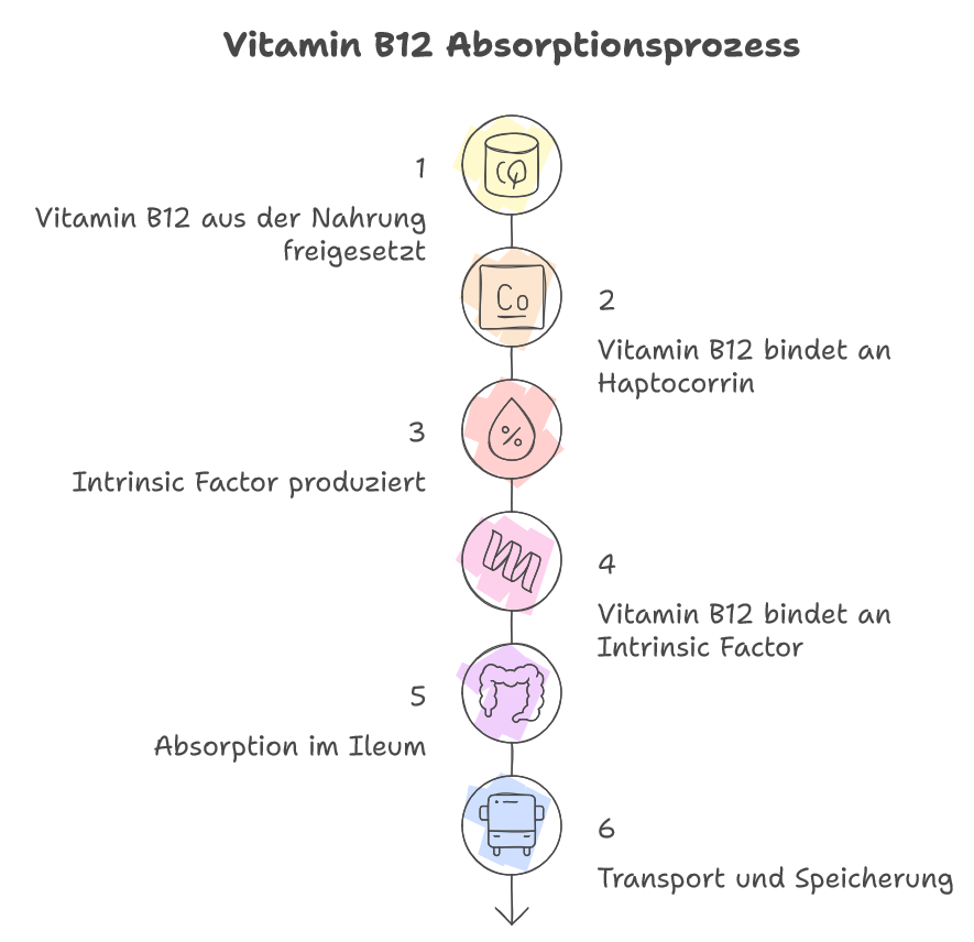 Infografik Vitamin B12 Absorptionsprozess